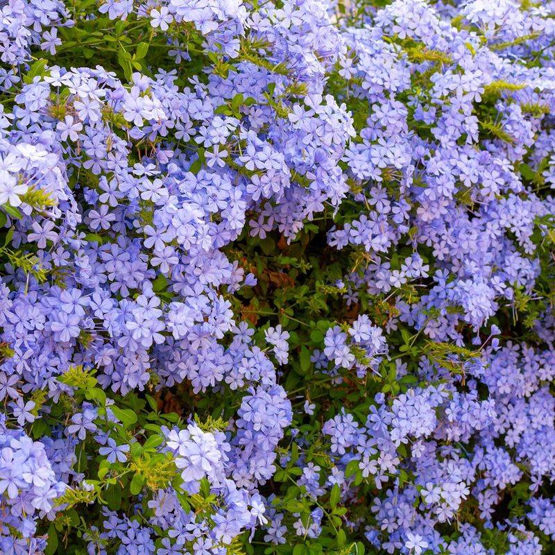 Plumbago