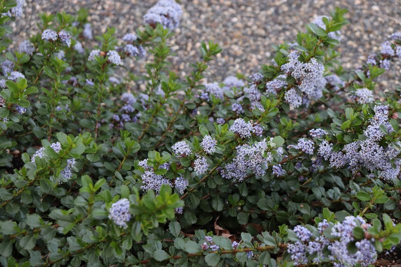 Point Reyes Ceanothus (Ceanothus gloriosus) Point Reyes Ceanothus (Ceanothus gloriosus)