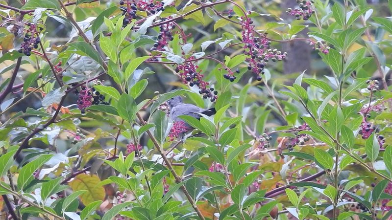 Pokeweed