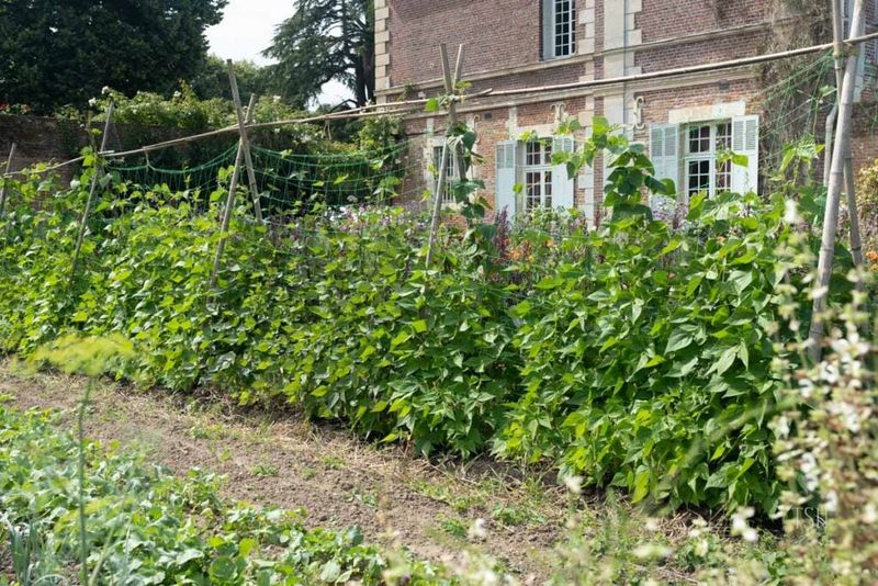 Pole Beans for Vertical Space Savers Pole Beans for Vertical Space Savers