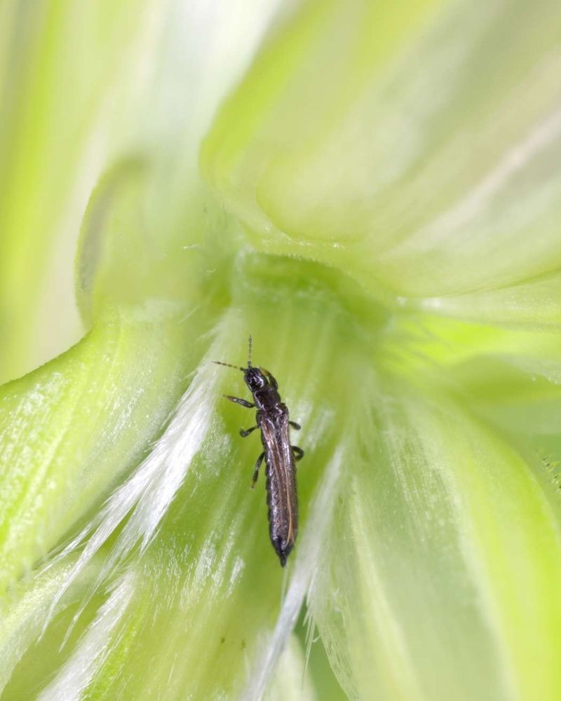 Pollination and pests deserve a targeted inspection Pollination and pests deserve a targeted inspection