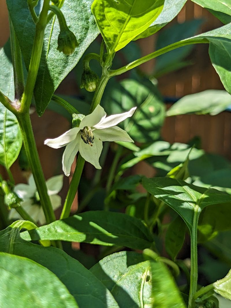 Pollination helps only when pollination is the problem