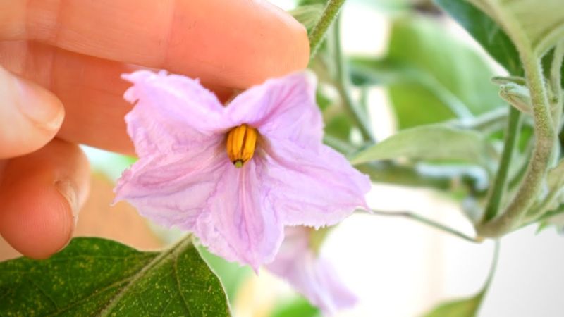 Pollination is worth checking, but bees are not the whole answer