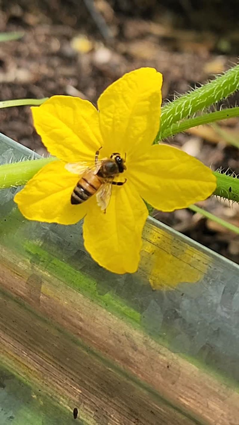 Poor pollination can produce small or uneven cucumbers
