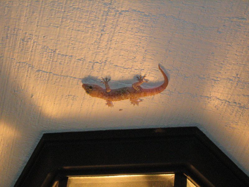 Porch lights and insect prey matter more to house geckos Porch lights and insect prey matter more to house geckos