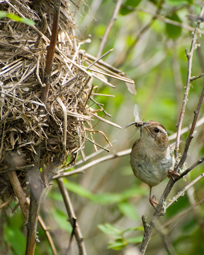 Porch planters recreate the places wrens naturally search Porch planters recreate the places wrens naturally search