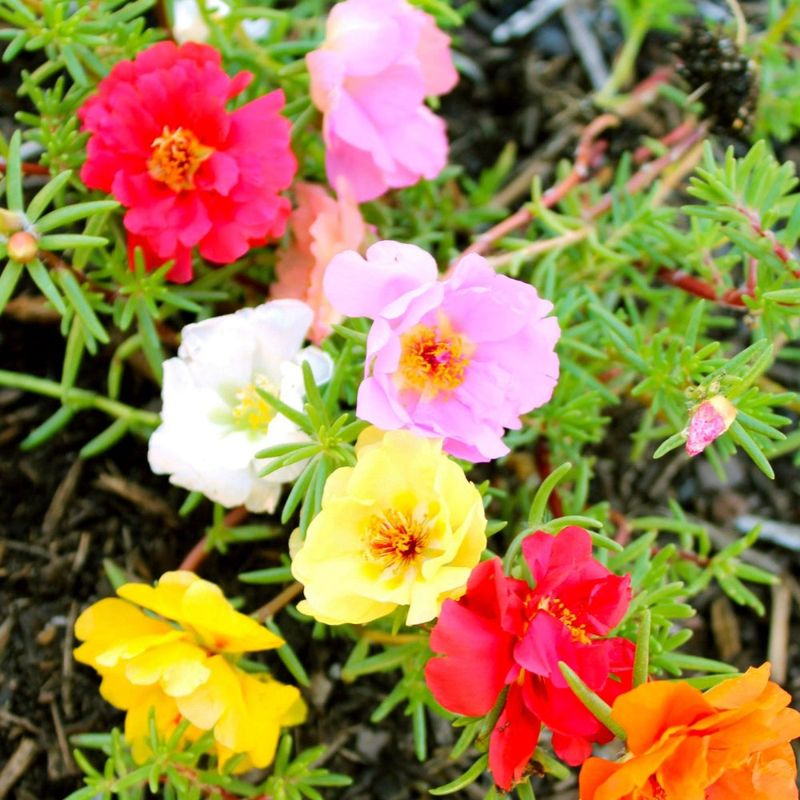 Portulaca (Moss Rose)
