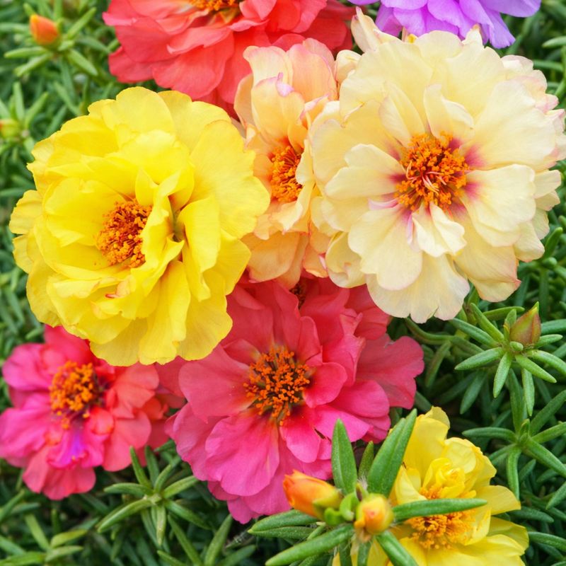 Portulaca (Moss Rose) Portulaca (Moss Rose)