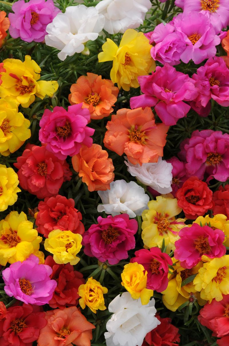Portulaca