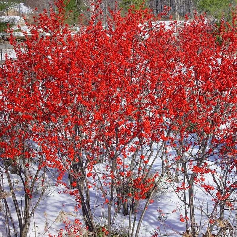 Possumhaw makes the leafless season its showcase