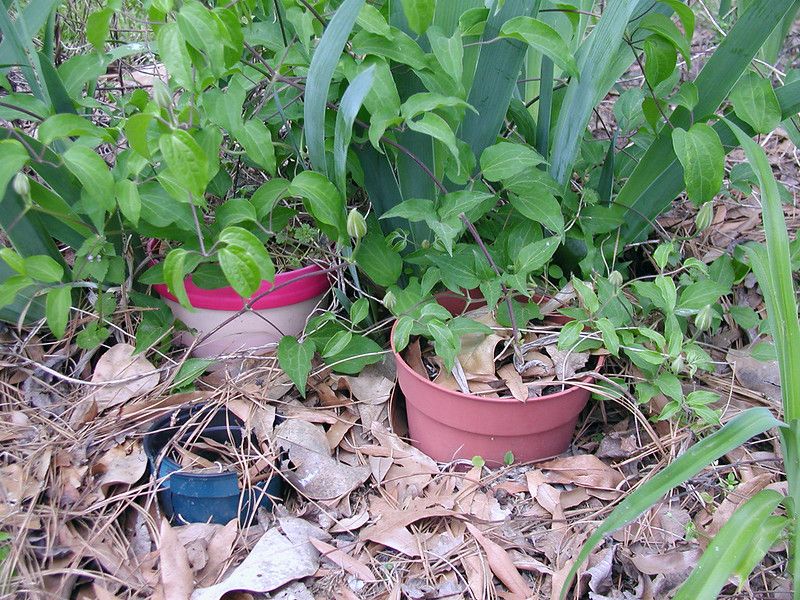 Pot rooted cuttings individually and acclimate them gradually