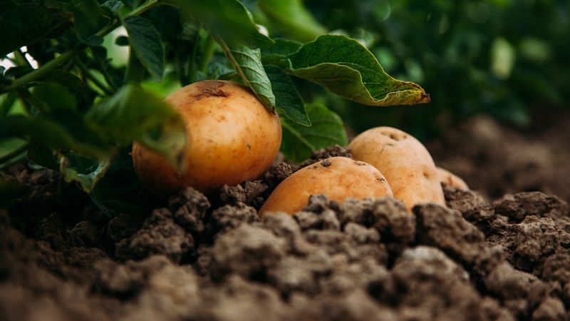 Potatoes