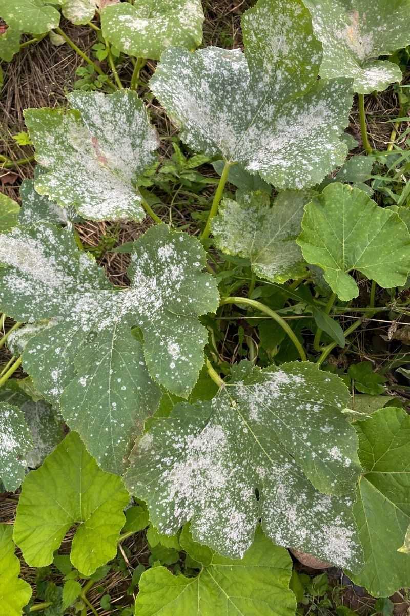 Powdery mildew can turn zucchini leaves from white to crisp