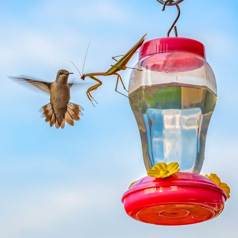 Praying Mantises