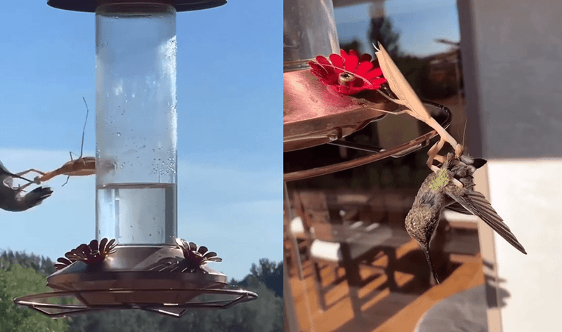 Praying Mantises