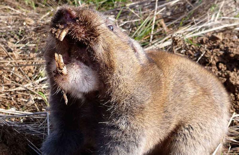 Predation is not the same as gopher control
