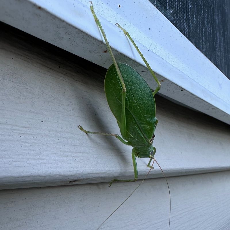 Predator Effects Remain a Possibility, Not a Yard-Level Test