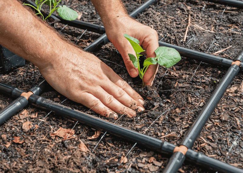 Prepare Soil, Spacing, and Water for Strong Growth