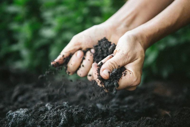 Prepare Well-Drained Soil With Steady Moisture