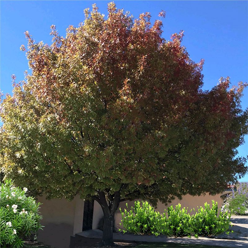 Prepare in fall and plant after Texas weather cools Prepare in fall and plant after Texas weather cools