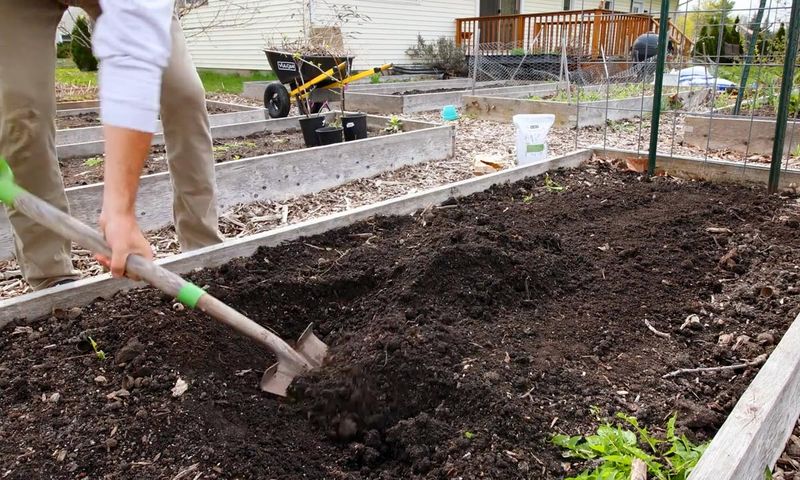 Prepare loose soil and balanced fertility before sowing again