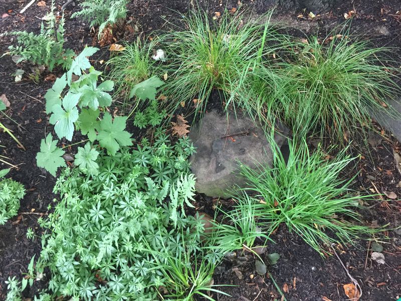 Prepare the ground before planting the living layer
