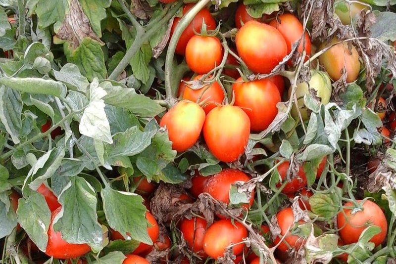 Preserve Leaf Cover Around Ripening Fruit