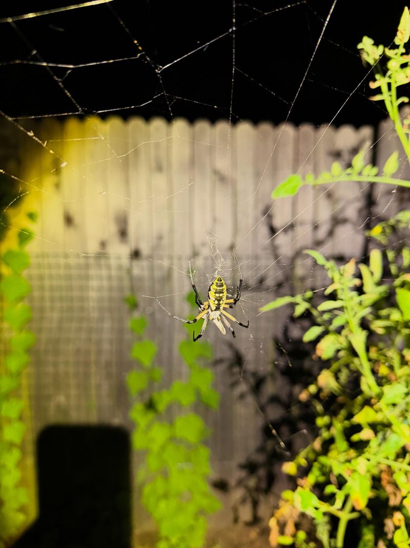 Preserve Web Supports and Separate Them from Ground-Level Refuge
