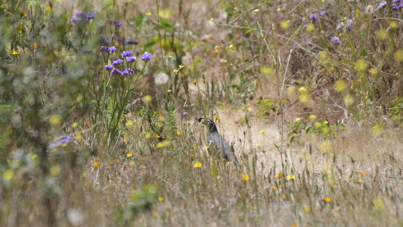 Preserve a varied, site-appropriate habitat mosaic