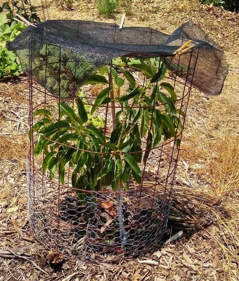 Preserve canopy and shield unusually exposed tissue