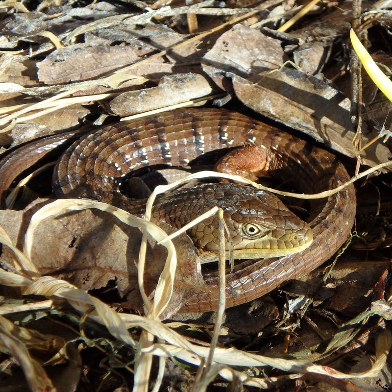 Preserve safe cover, not every pile of debris