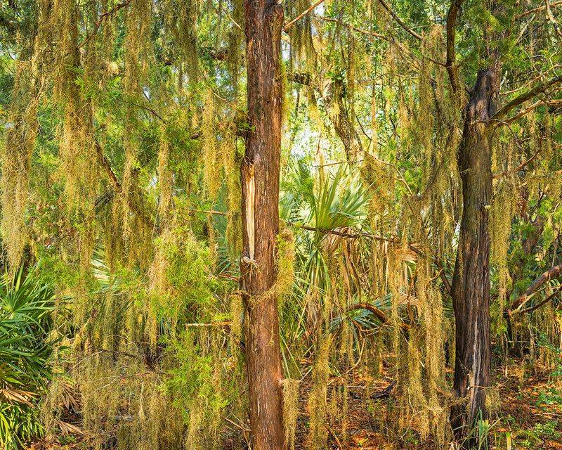 Preserve safe natural roosting places Preserve safe natural roosting places