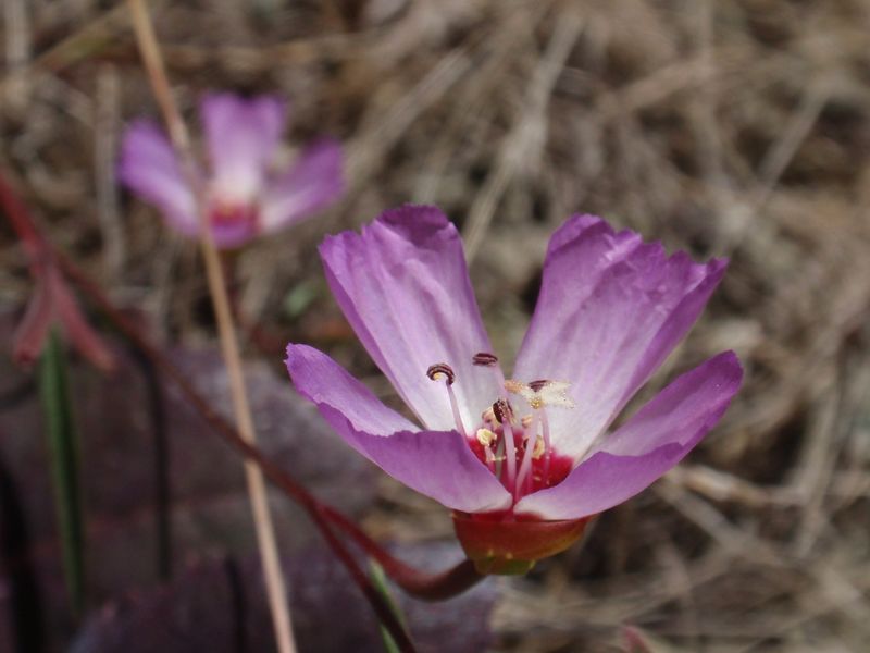 Presidio Clarkia (Clarkia franciscana)