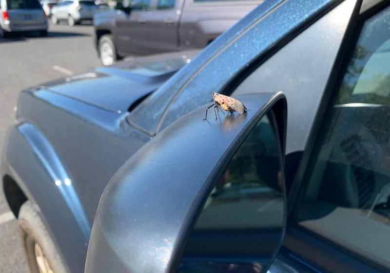 Prevent Hitchhiking Before You Leave the Property