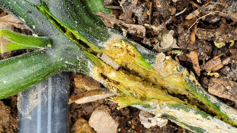 Prevent the next infestation with timing and pollinator access