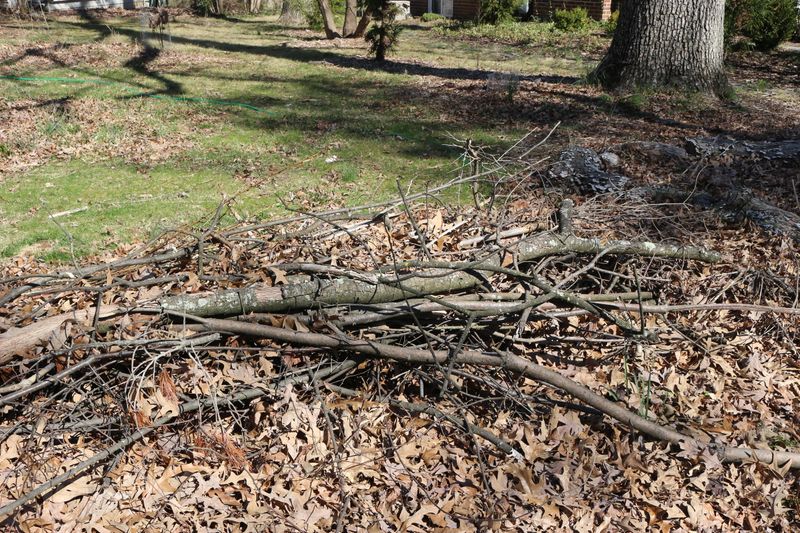 Prey and cover can make a yard suitable habitat