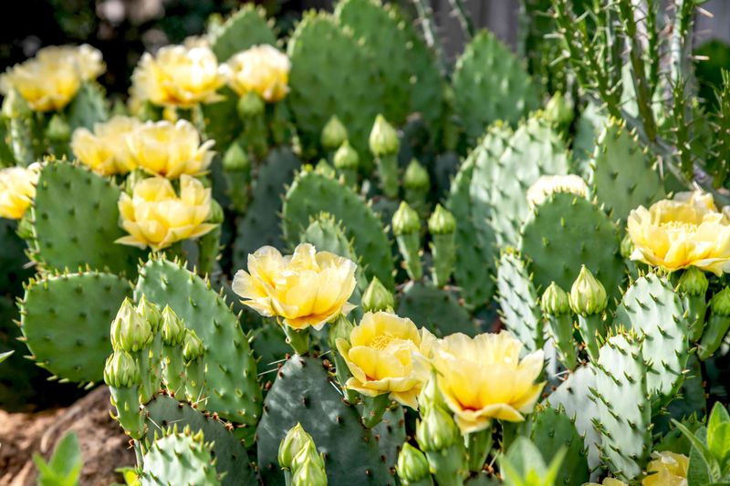 Prickly Pear Cactus Prickly Pear Cactus