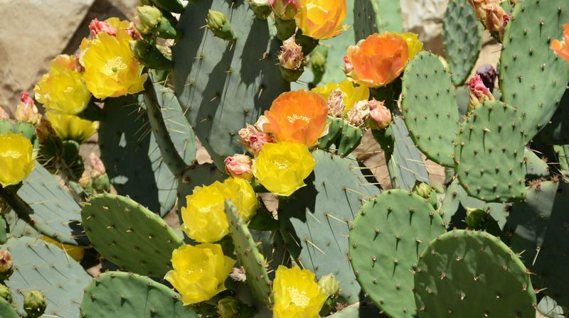 Prickly Pear Cactus