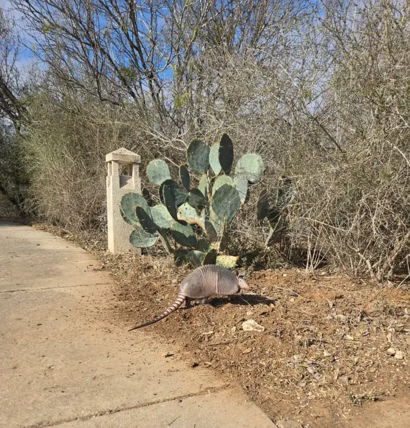 Prickly Pear Cactus