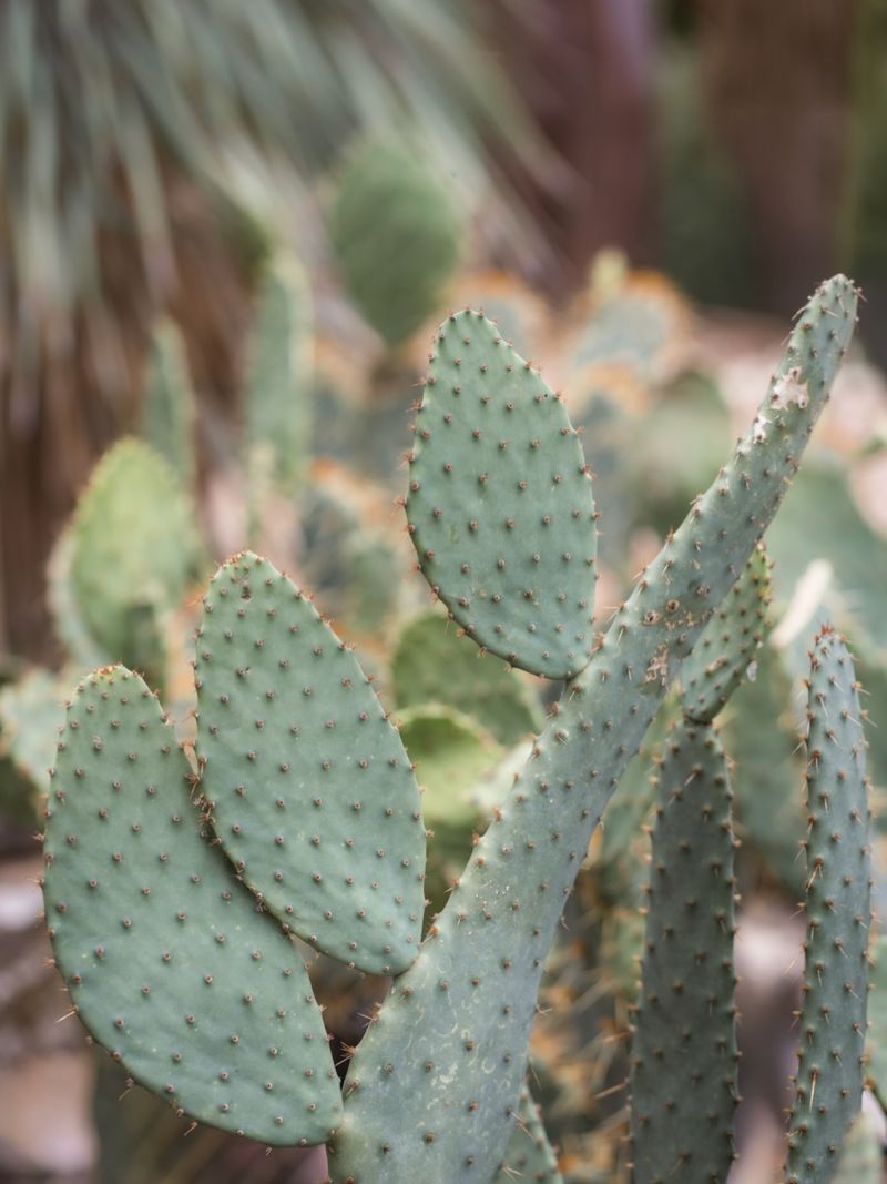 Prickly Pear Will Not Repel or Eliminate Scorpions