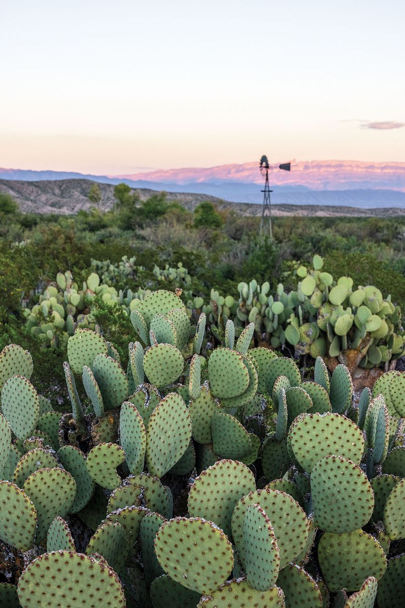 Prickly pear can help build roadrunner habitat—but it is not a scorpion shield