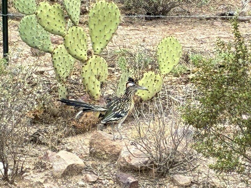 Prickly pear can provide cover a roadrunner may use