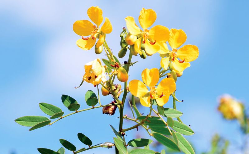 Privet Senna Privet Senna