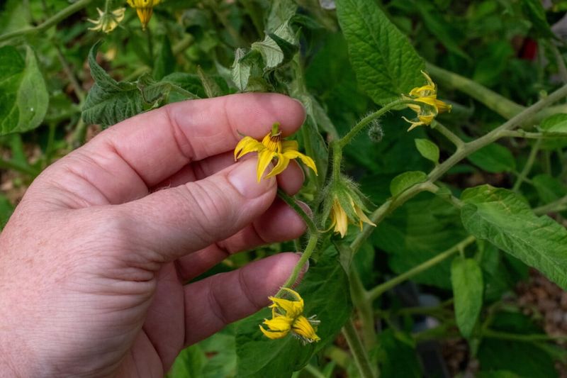 Prolonged heat can damage pollen before leaves wilt