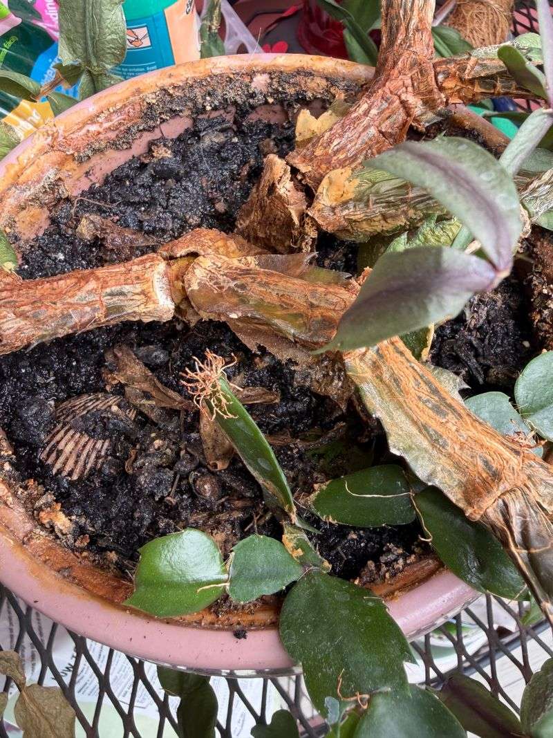 Prolonged wetness can quietly damage the roots Prolonged wetness can quietly damage the roots