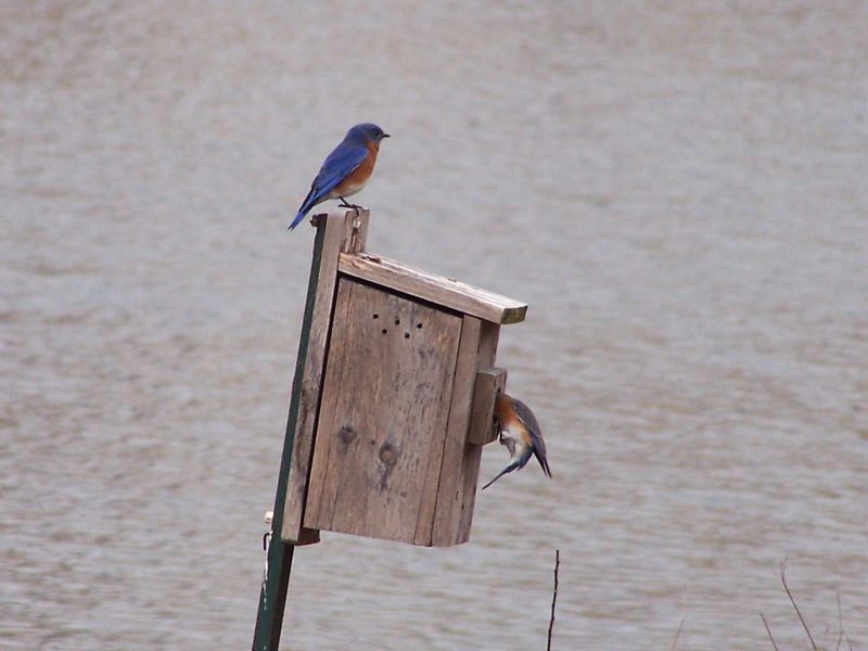 Proper Bluebird Nest Box Facing Open Ground Proper Bluebird Nest Box Facing Open Ground