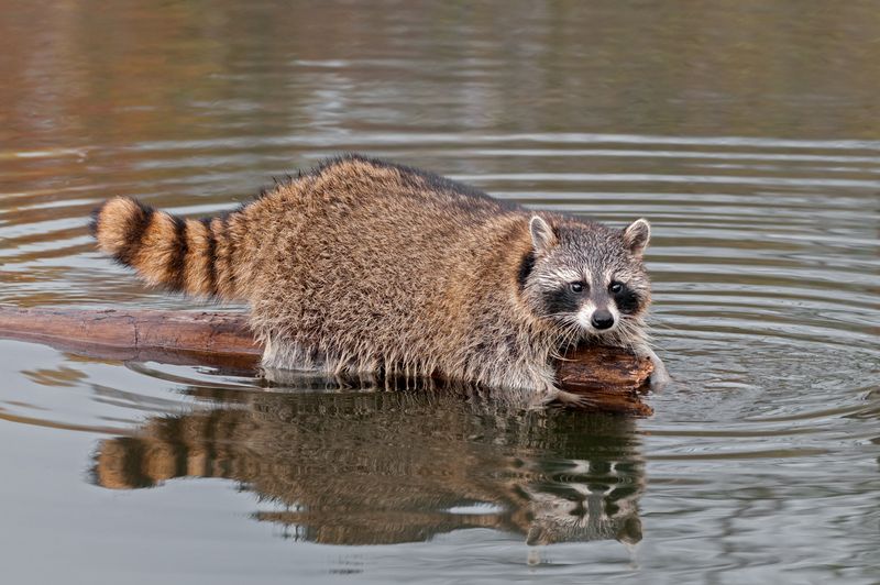 Property damage creates limited, species-specific exceptions