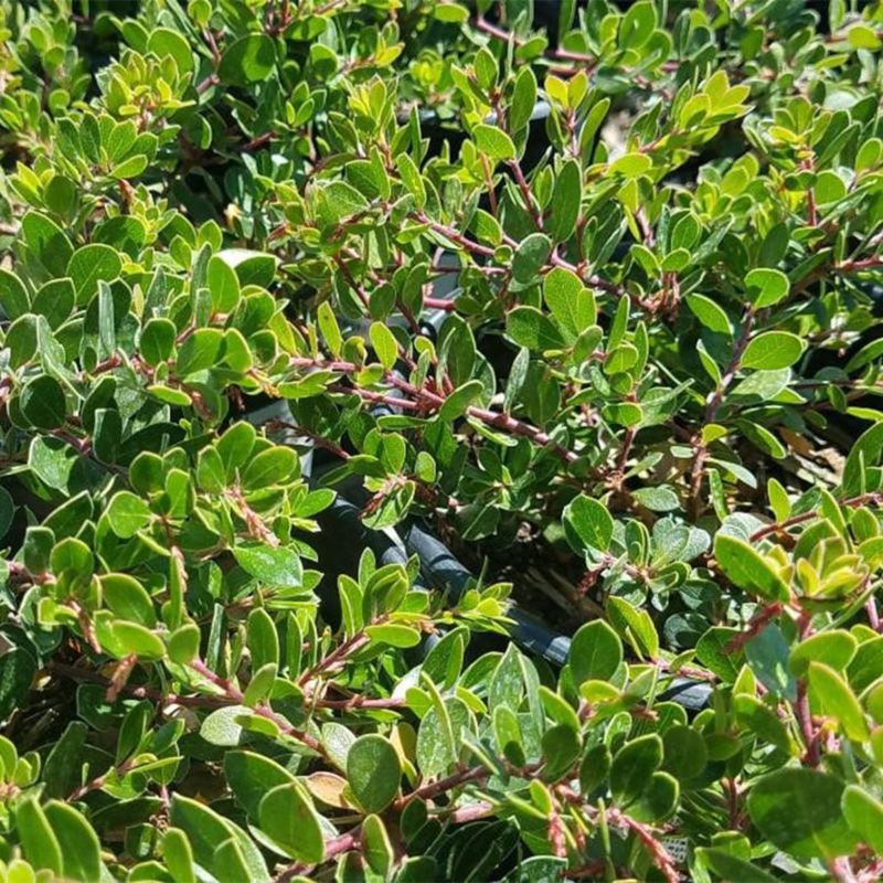 Prostrate Manzanita (Arctostaphylos 'Emerald Carpet')
