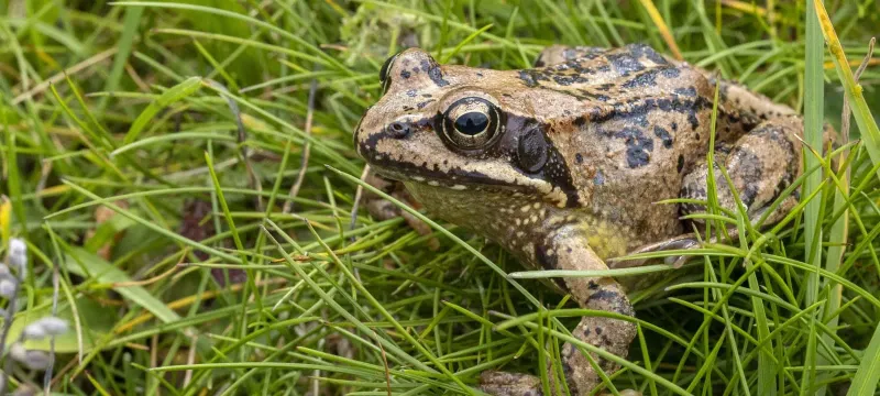 Protect Frogs From Harmful Yard Practices Protect Frogs From Harmful Yard Practices