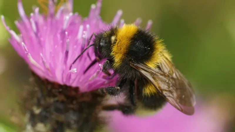 Protect Insects During the Breeding Season Protect Insects During the Breeding Season
